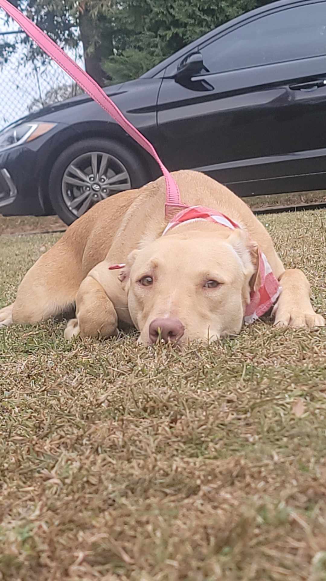 adoptable Dog in Orangeburg, SC named Chunk