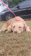 adoptable Dog in , SC named Chunk