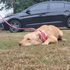 Chunk - Photo 3