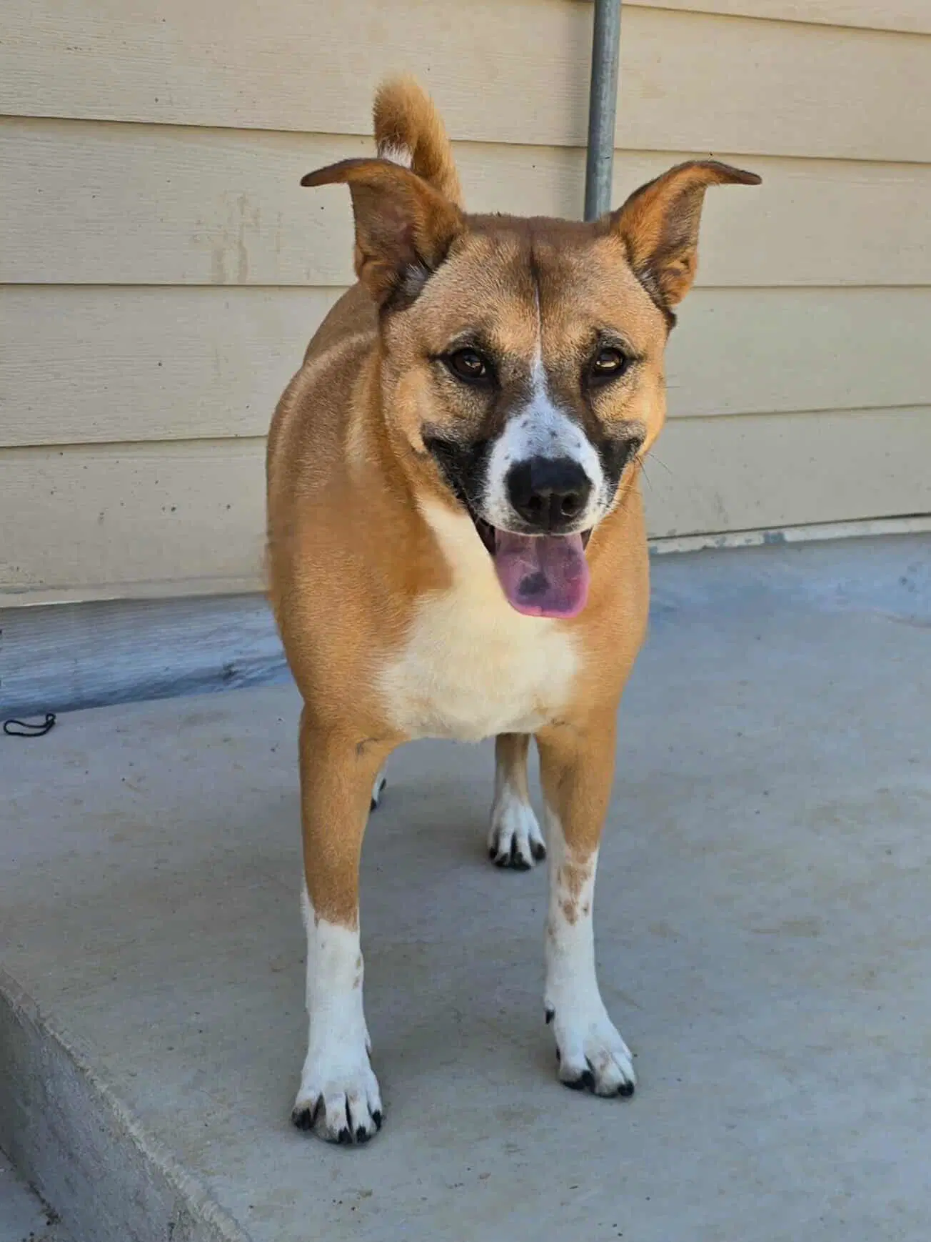 Callie - Shepherd