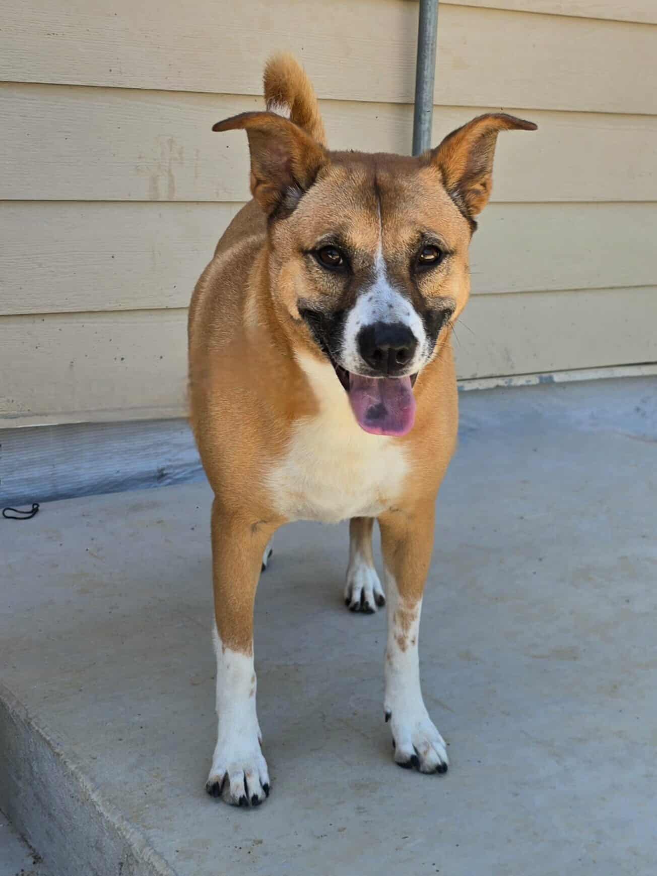 Callie