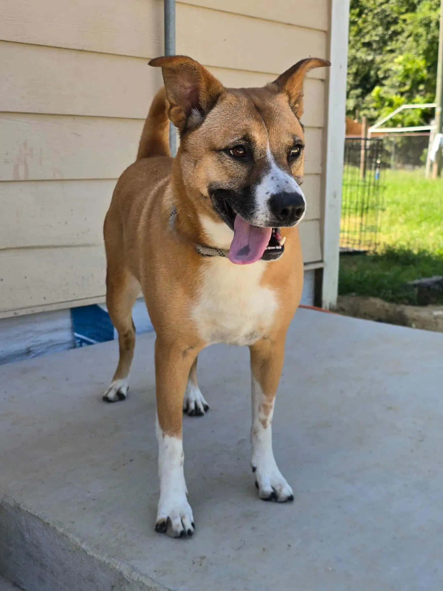Callie image 2