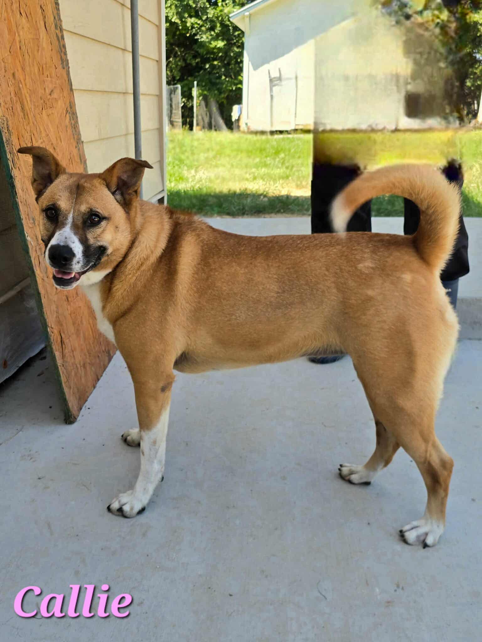Callie image 3