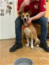 adoptable Dog in , SC named Callie