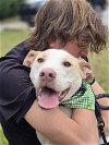 adoptable Dog in  named Cloud