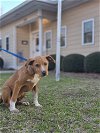 adoptable Dog in orangeburg, SC named Oakley