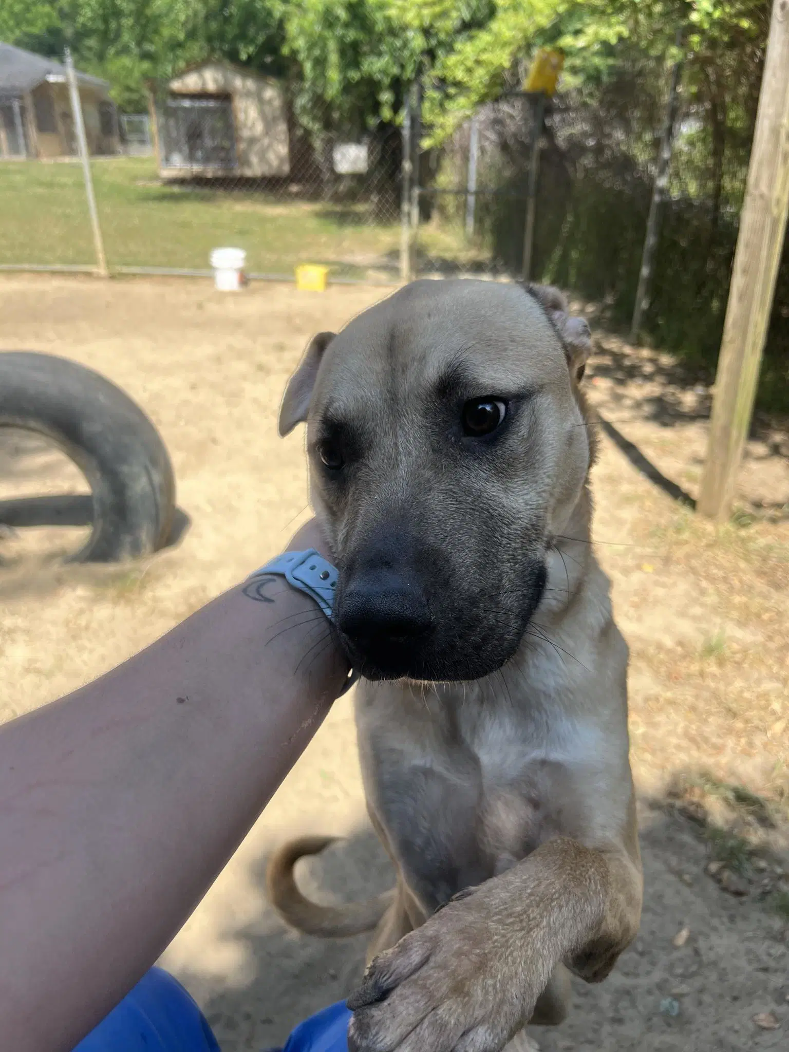 Charcoal - Mountain Cur
