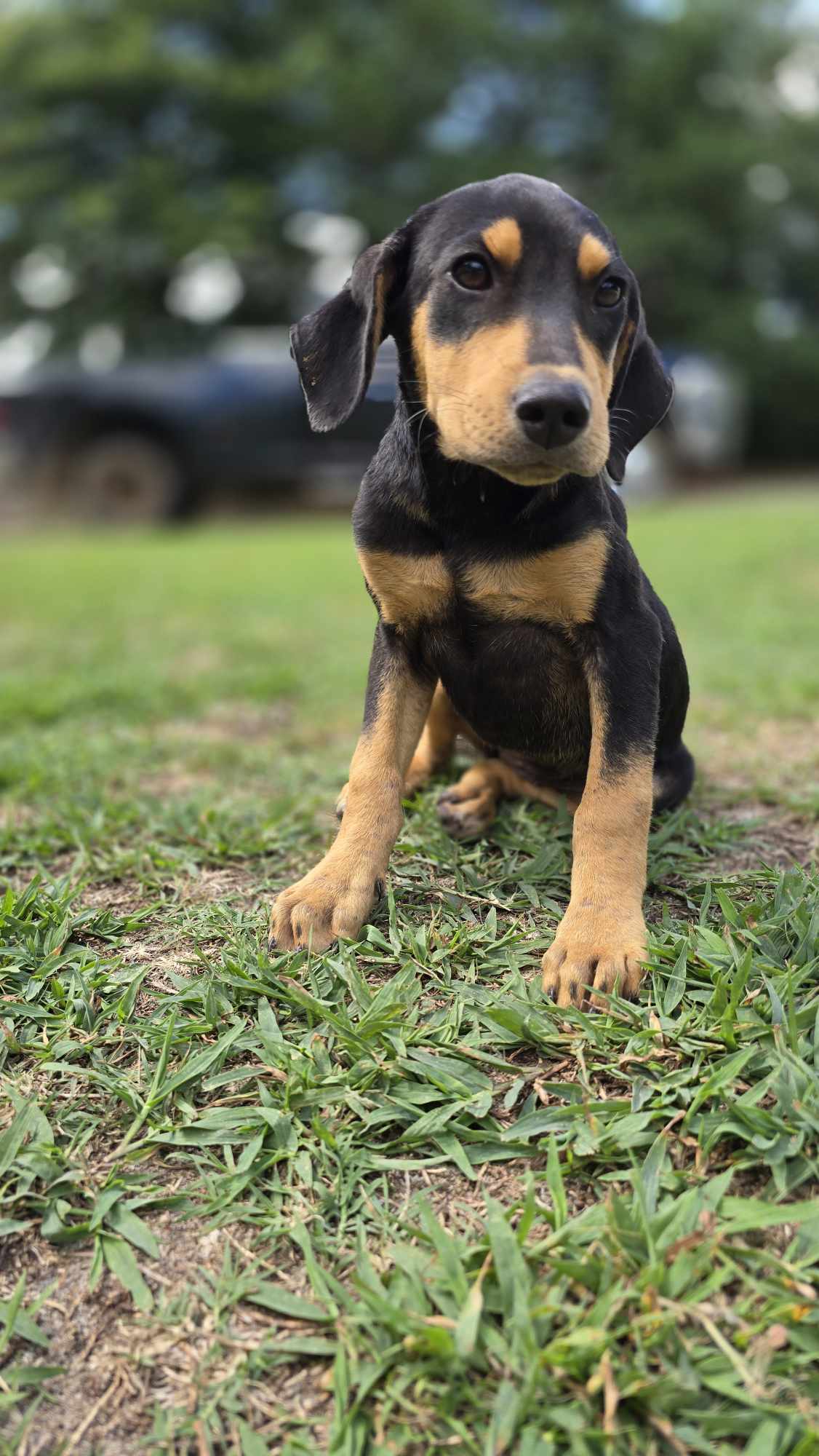 adoptable Dog in Orangeburg, SC named Velma