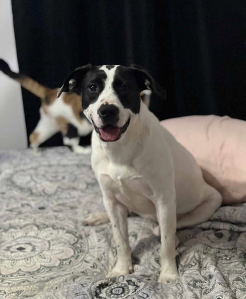 picture of the dog needing adoption