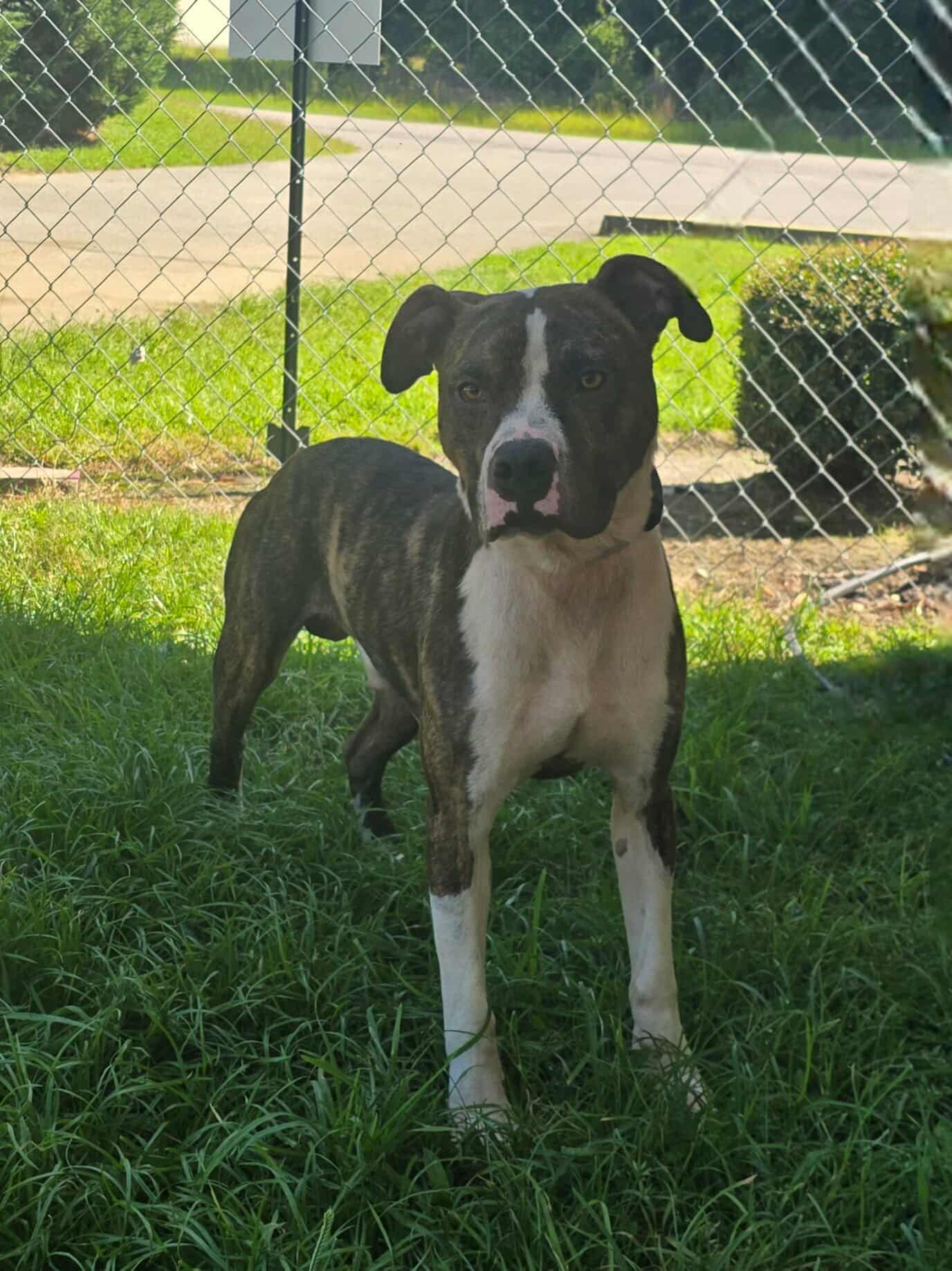 Riley - Boxer