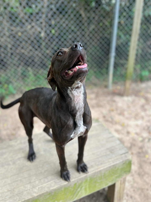 picture of the dog needing adoption