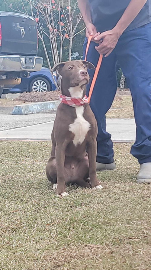 picture of the dog needing adoption