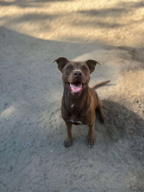 SNOOKI - Labrador Retriever / Terrier available for adoption