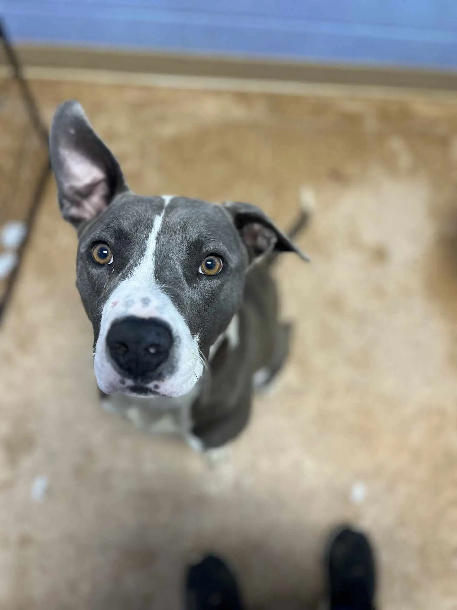 Wall-E - Pit Bull Terrier