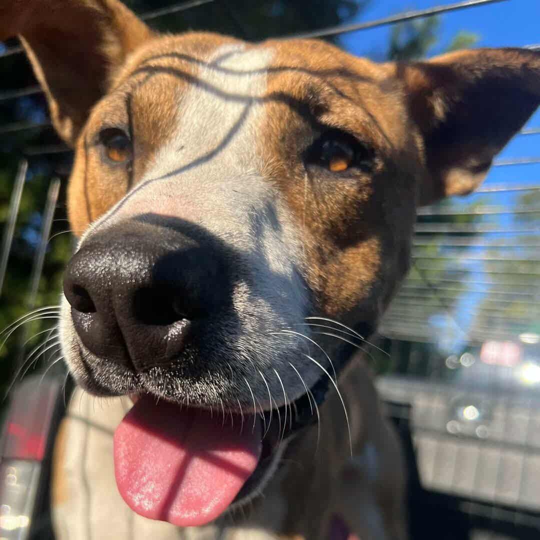 Tucker - Boxer