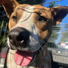 Tucker - Photo 1