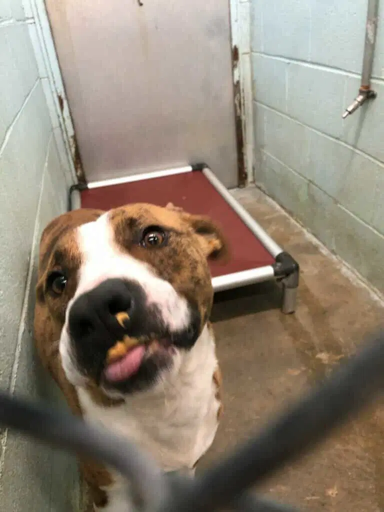 Tucker image 3