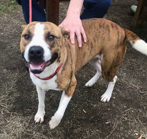 TUCKER - Boxer / Labrador Retriever available for adoption