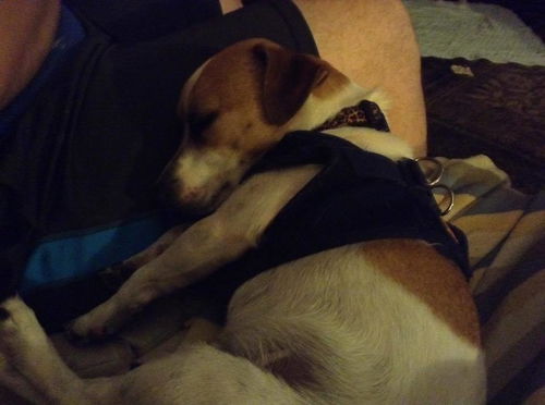 Buster