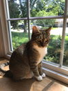 Tallie
