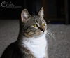 Tallie