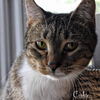 Tallie