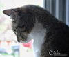 Tallie