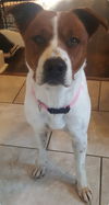 Paloma