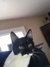 Nala