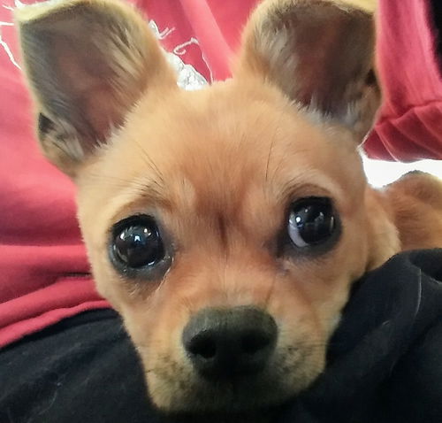 Bailey