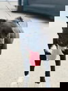 Zena