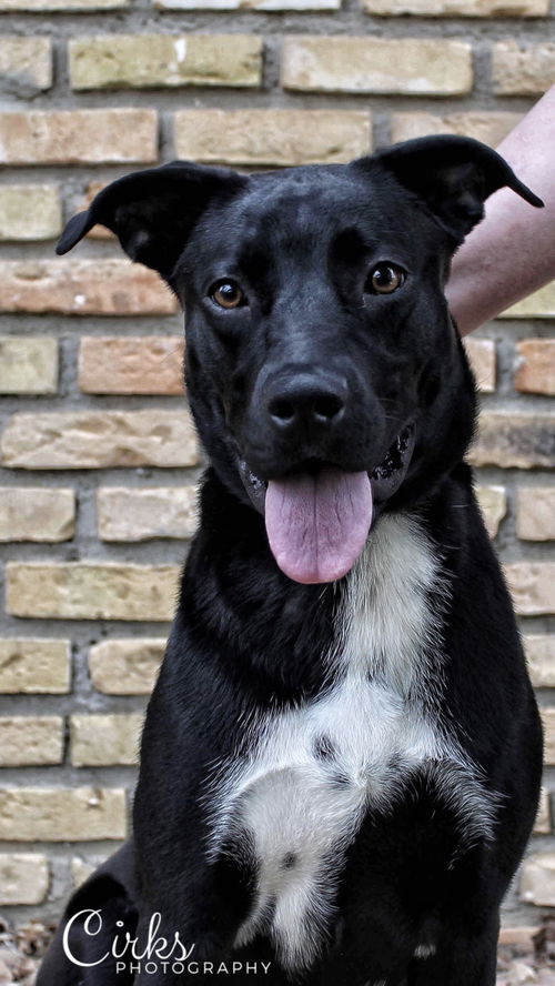 Zena