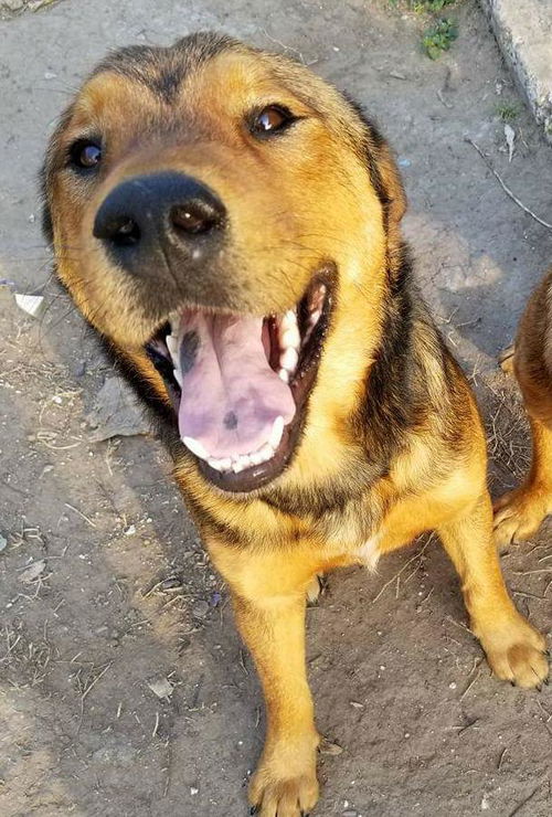 Toby