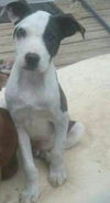 Beignet