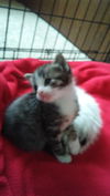 Chester