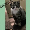 Chester