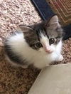 Mochi