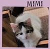 Mimi