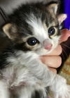 Charlie