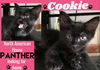 Cookie