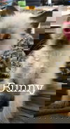 Bunny
