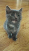 Duchess