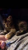 Rolo