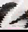 Ellie