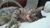 Athena