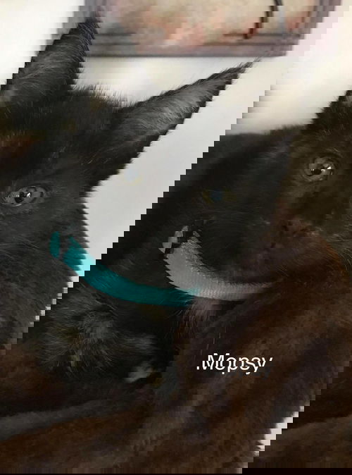 Mopsy