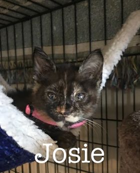 Josie