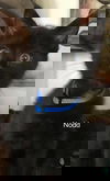 Nodd