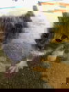 Percie