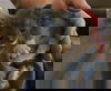 Percie